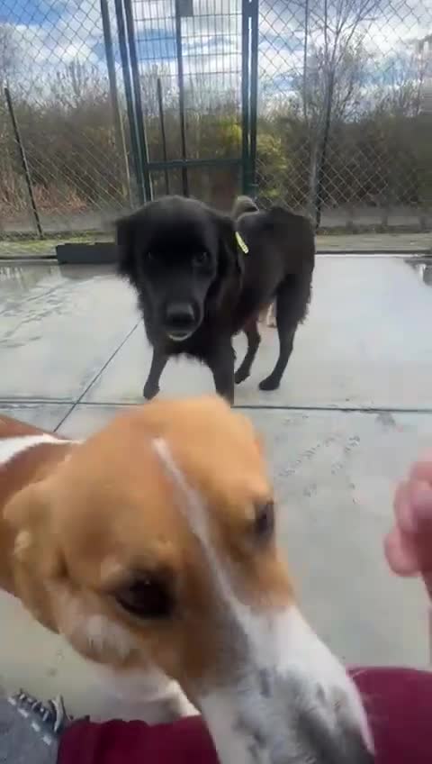 Mixed Breed dogs for adoption: Dewey. 1.5 yrs approx. Available for adoption. - Video 3