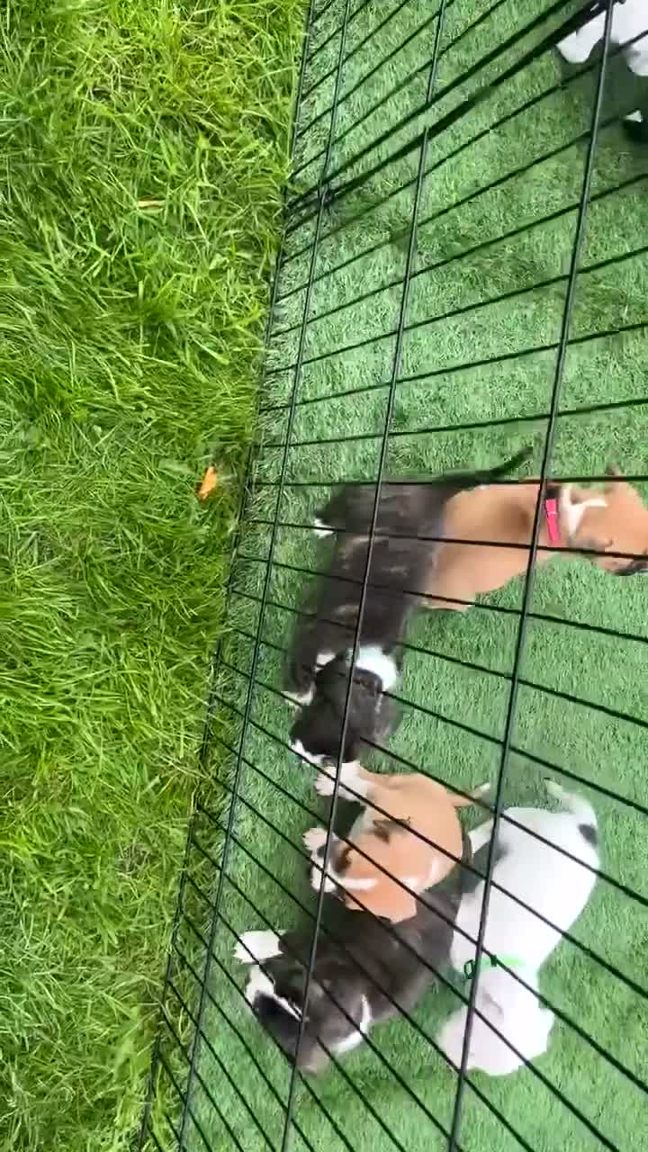 Staffordshire Bull Terrier dogs for sale: Staffy cross  - Video 1