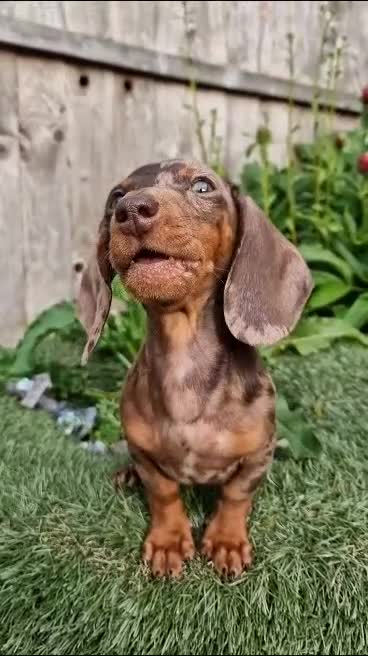 Dachshund dogs for stud: * STUD* Gorgeous daple dachshund  - Video 1
