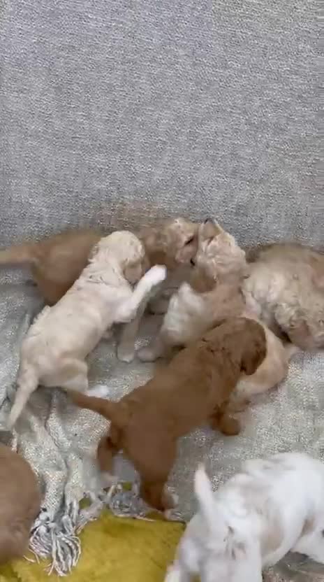 Standard Poodle dogs for sale: Standard Poodle Puppies Looking for Their Families - Video 3