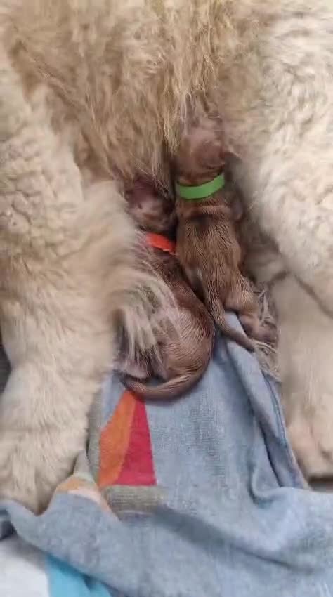 Chow Chow dogs for sale: 6 chow chow puppies for sale - Video 3