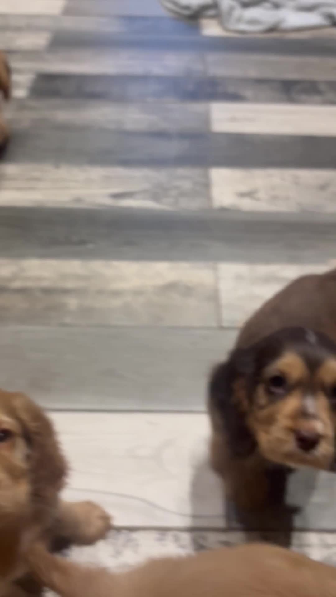 Cocker Spaniel dogs for sale: REDUCED !! only 3 boys left   show cockers - Video 1
