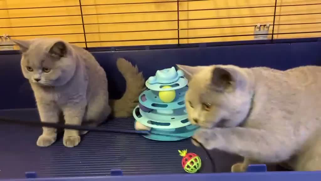 British Shorthair cats for sale: 🌟GCCF BSH 🏆Champion Bloodline 🌟5-Gen Pedigree🌟 - Video 2