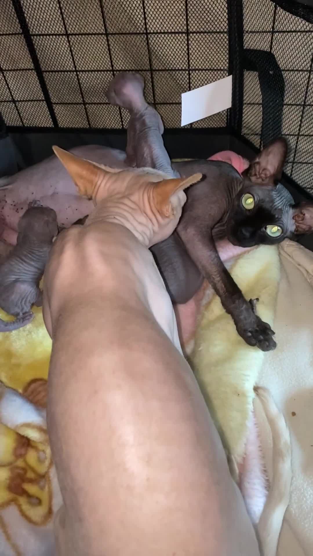 Sphynx cats for sale: Sphinx babies - Video 2