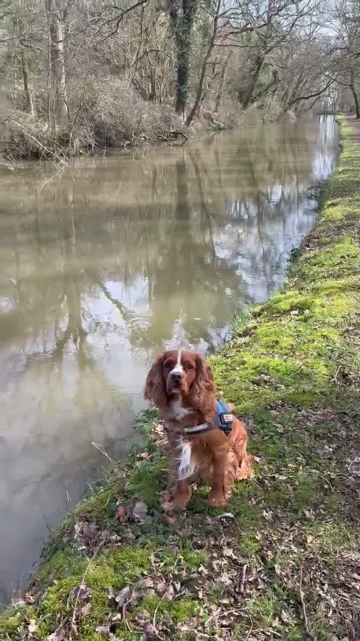 Cocker Spaniel dogs for stud: Cocker spaniel for stud duties  - Video 1