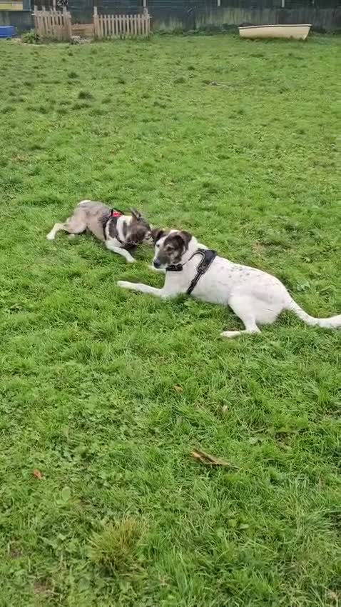 Mixed Breed dogs for adoption: Georgia & Tank, Available for adoption. - Video 3