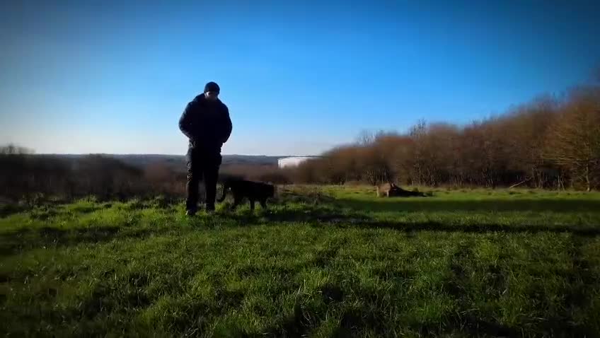 German Shepherd dogs for sale: Liver & Tan German Shepherd Young, Male, Trained  - Video 5