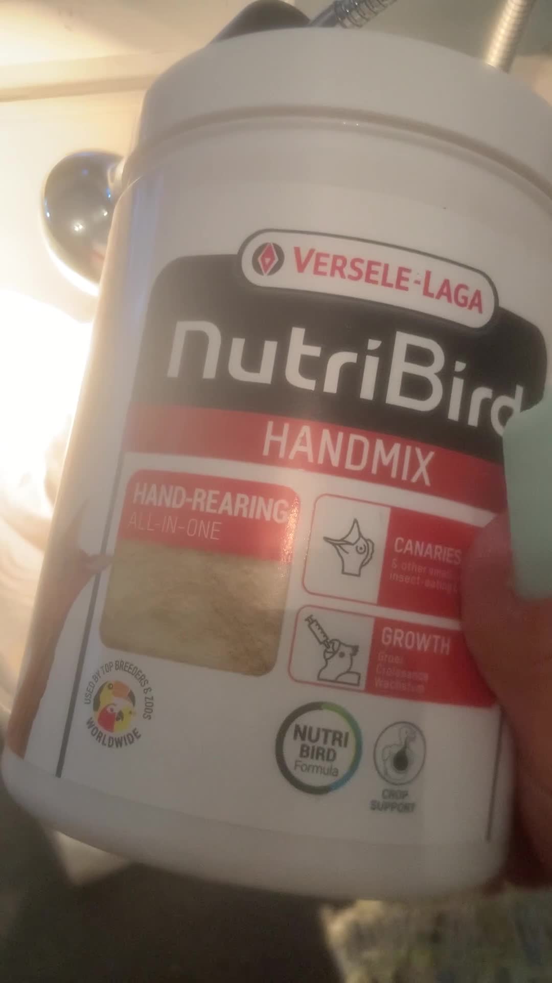 Pigeons birds for sale: Hand reared fantails  - Video 1