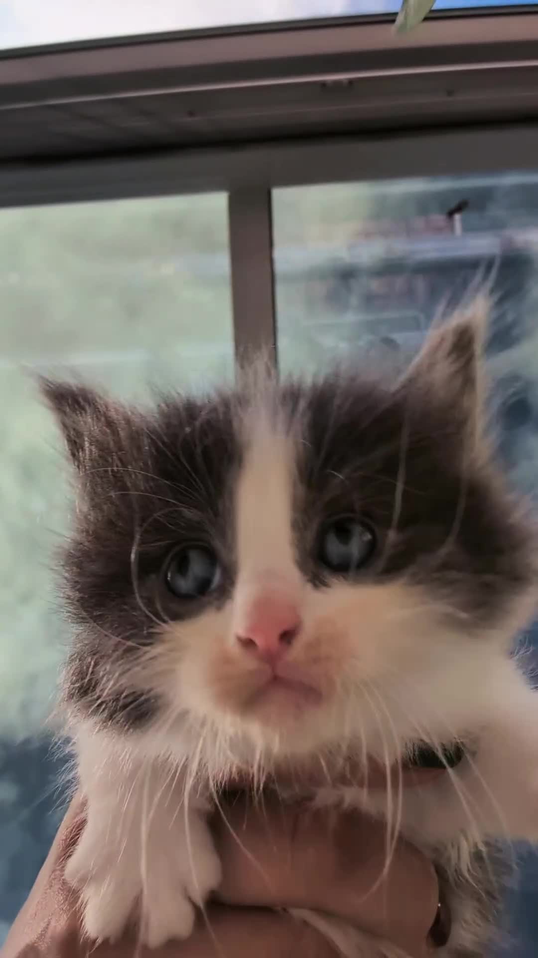 Ragdoll cats for sale: Ragdoll  - Video 2