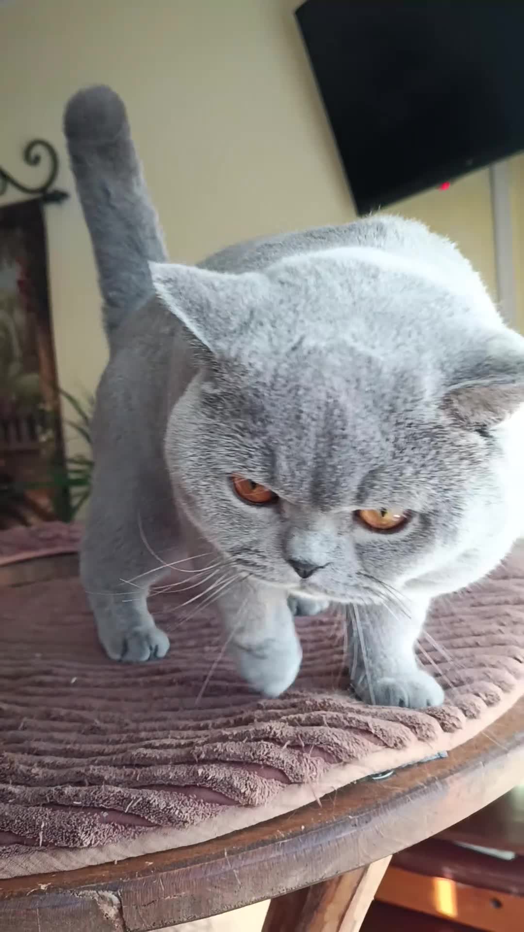British Shorthair cats for stud: ✨ BSH Blue Carrier of Cinnamon and Fawn 🐾👑 - Video 3