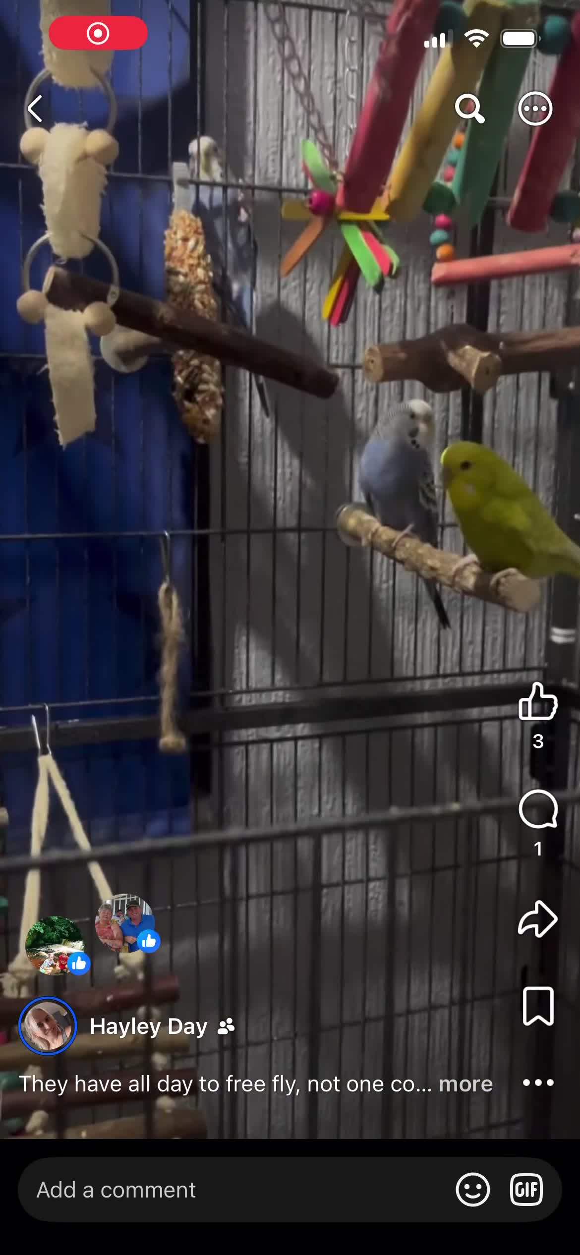 Mixed Breed birds for sale: Female budgies, Love birds and diamond dove in Scunthorpe - Video 3