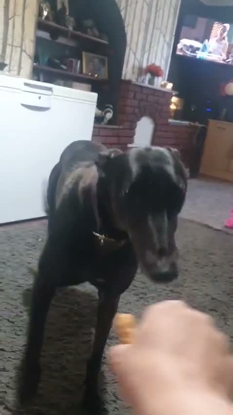 Greyhound dogs for sale: Mimi and Trigger -to a loving home - Video 1