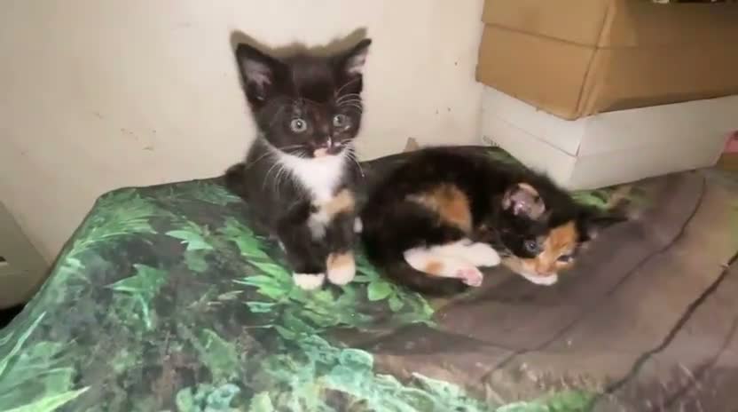 Mixed Breed cats for sale: Velvet kisses  - Video 1