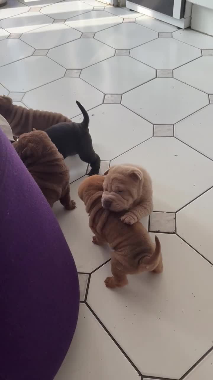 Shar Pei dogs for sale: LOVELY SHAR PEII  - Video 1