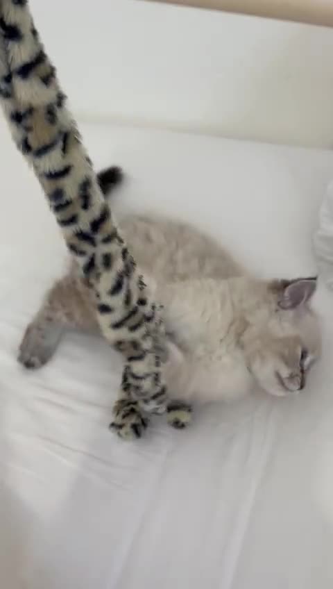 Ragdoll cats for sale: Ragdoll female kitten for sale  in Oldham - Video 1