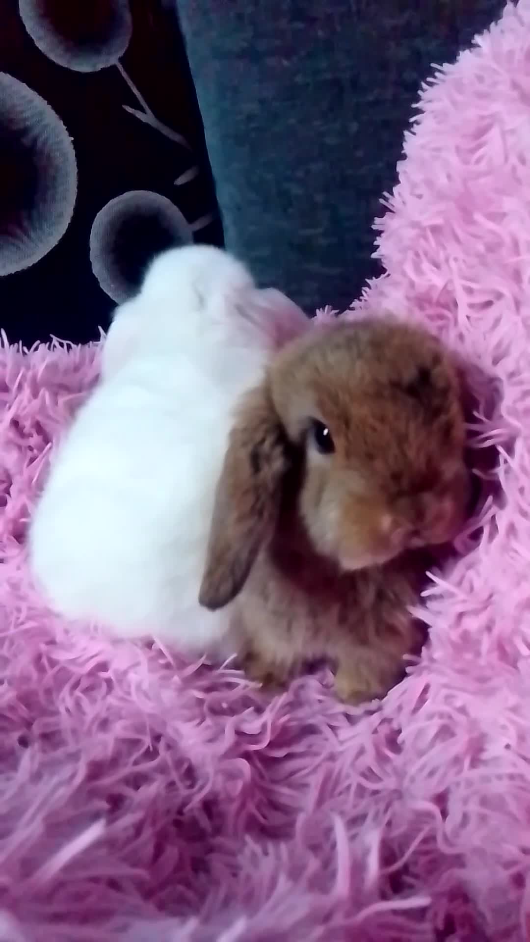Mini Lop rabbits for sale: Beautiful Mini Lops ready on 14/12 - Video 3