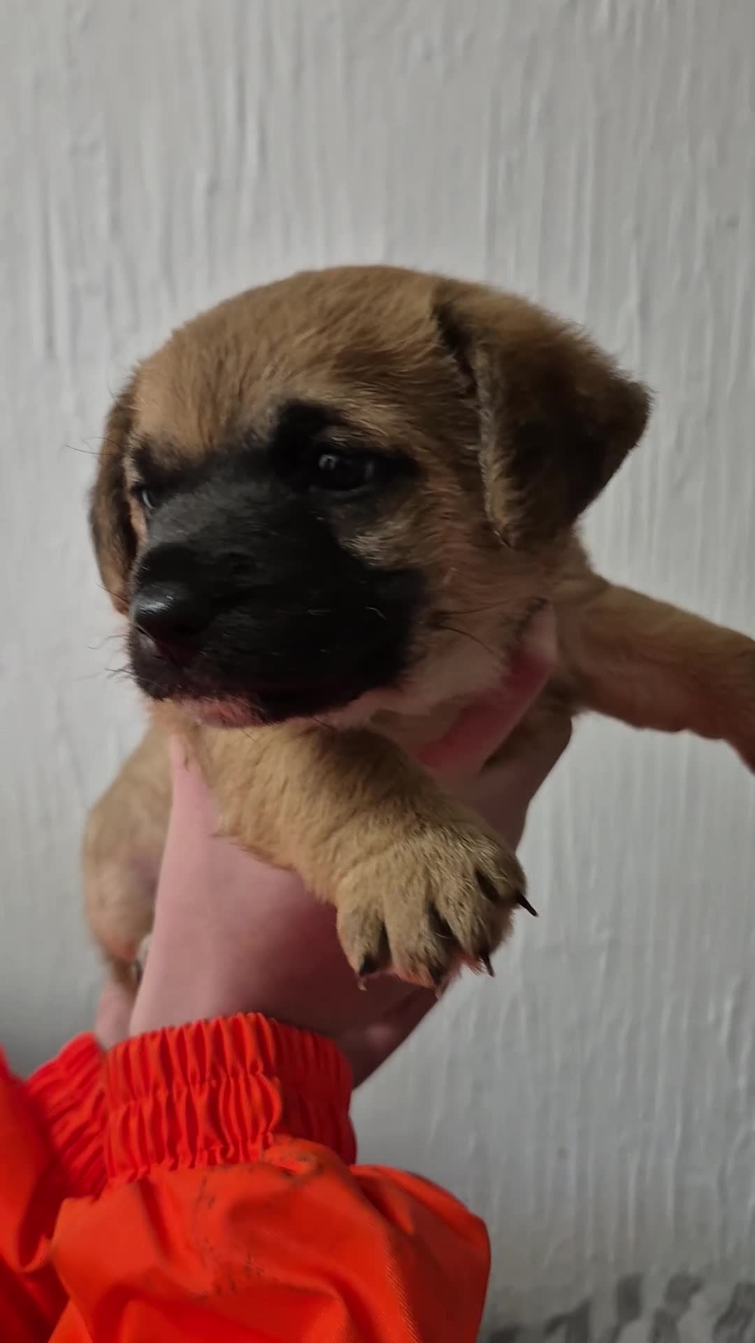 Mixed Breed dogs for sale: Two border terrier mixed pups both male  - Video 2