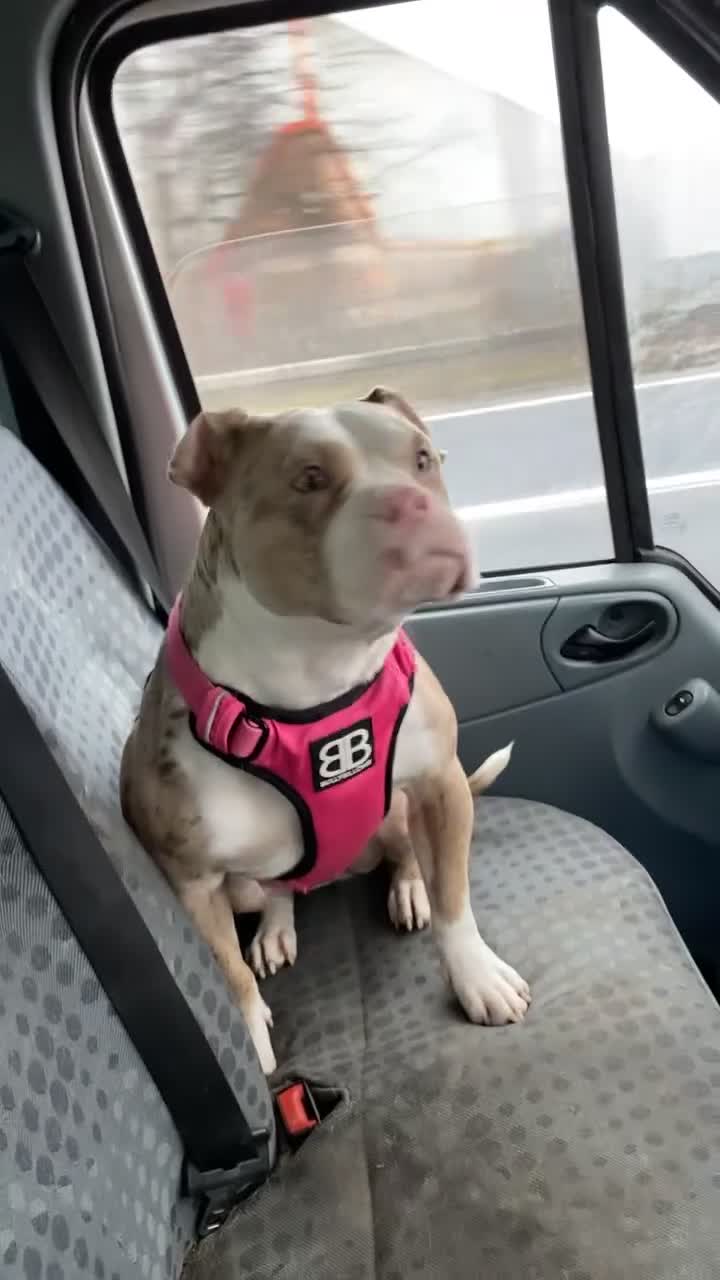 American Bully dogs for sale: American Bully Puppies  - Video 2