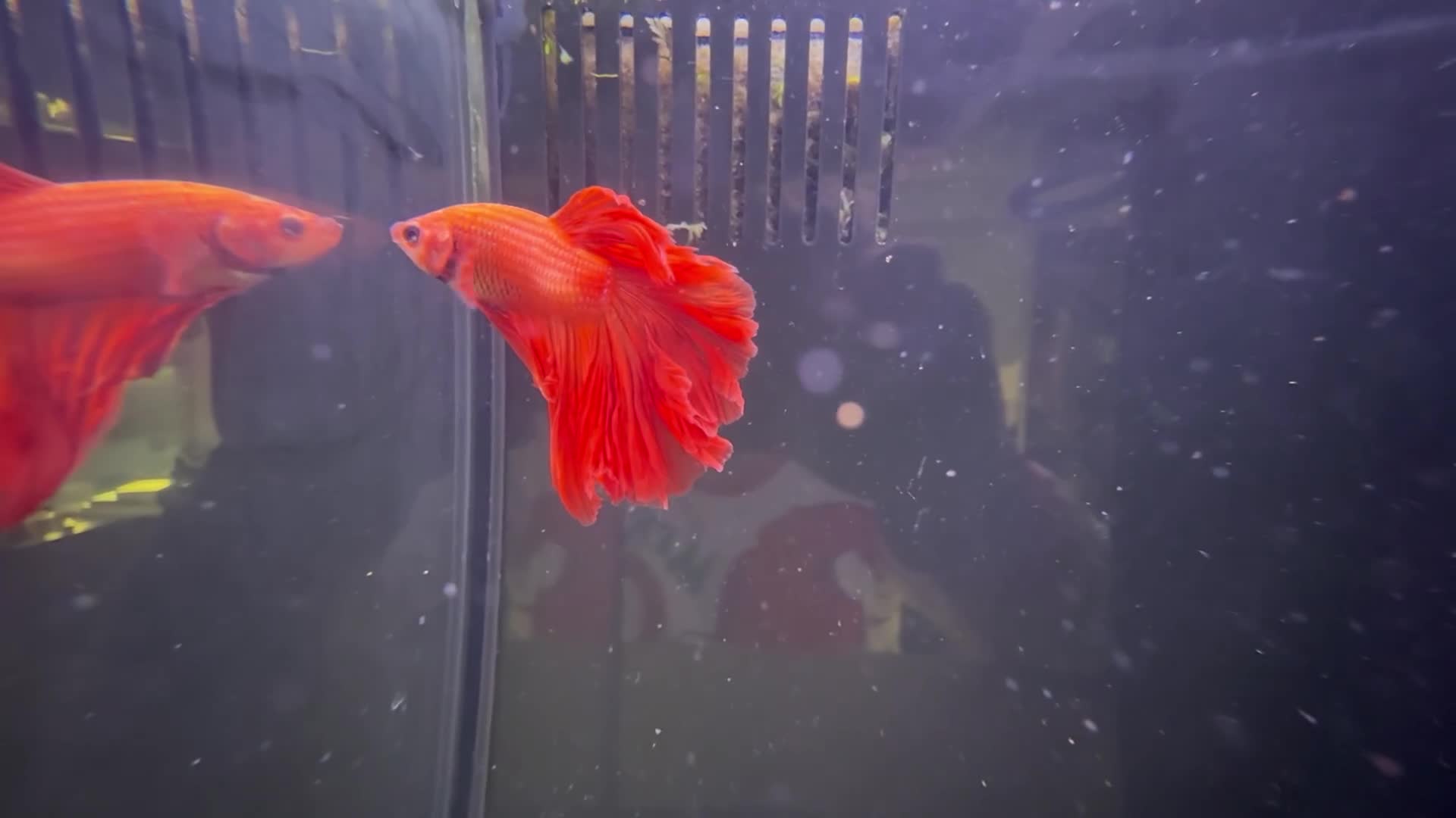 Bettas fish for sale: Various betta fish available  - Video 5