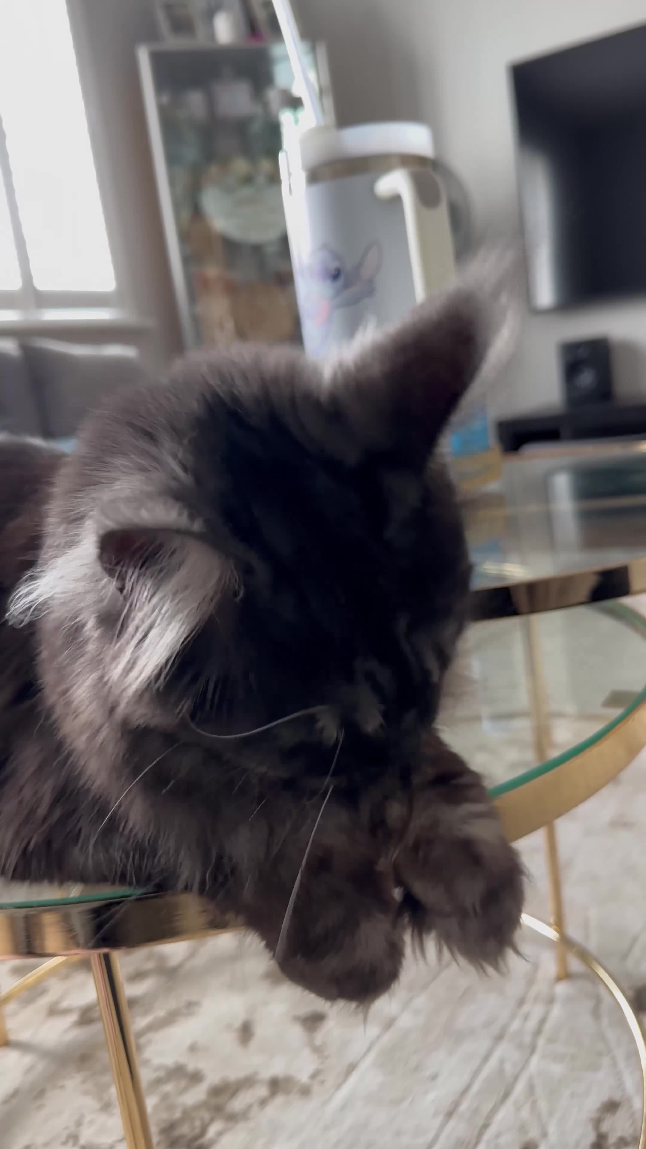 Maine Coon cats for sale: Looking for a new home - Video 1