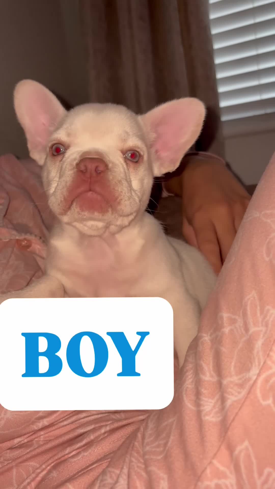 French Bulldog dogs for sale: Stunning French Bulldog Puppies – Family Raised - Video 3