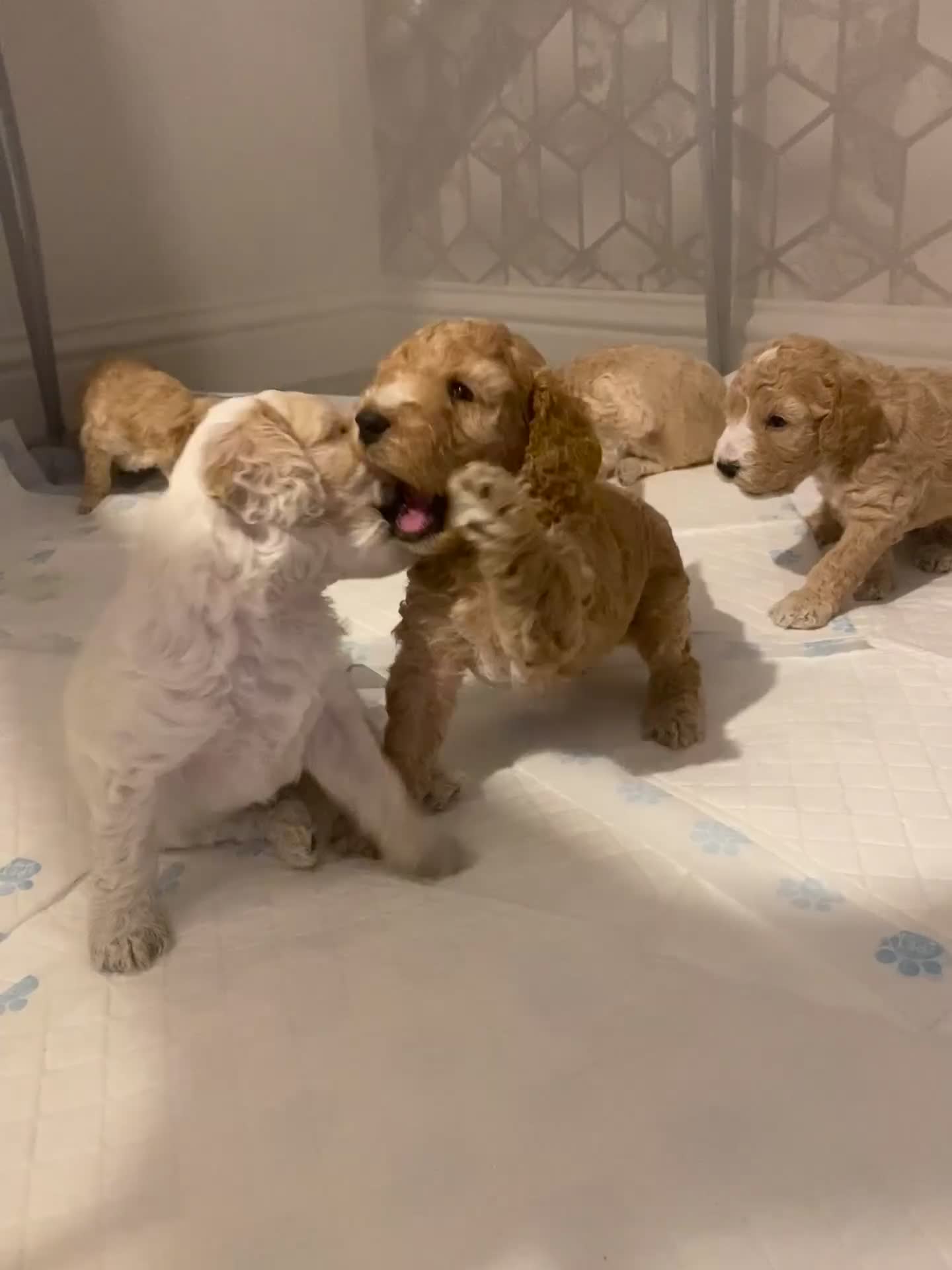 Cockapoo dogs for sale: F2 Cockapoo - Video 1