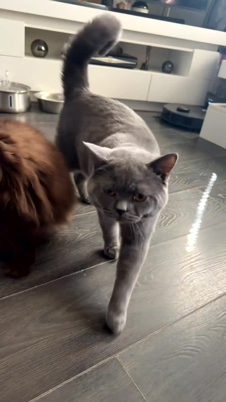 British Shorthair cats for sale: British Shorthair GCCF registered  - Video 1