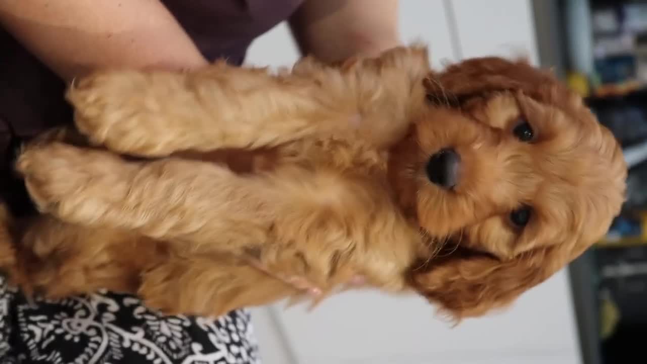 Cockapoo dogs for sale: Stunning F1 puppies Champions Bloodlines  - Video 1