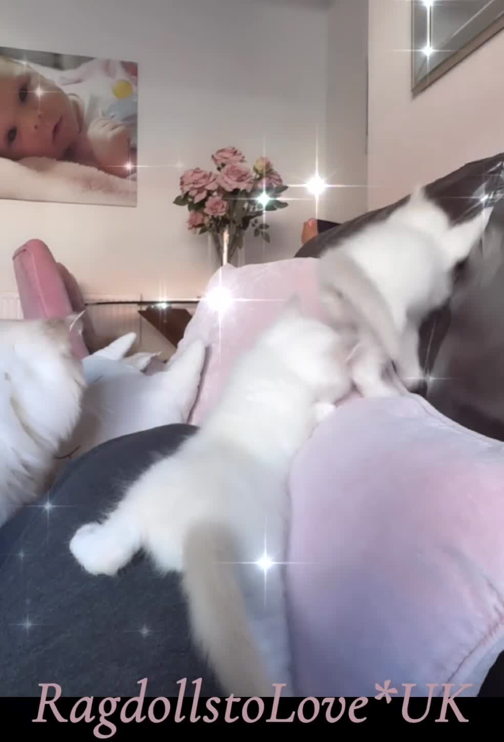 Ragdoll cats for sale: GCCF LILAC Ragdoll kittens  - Video 2