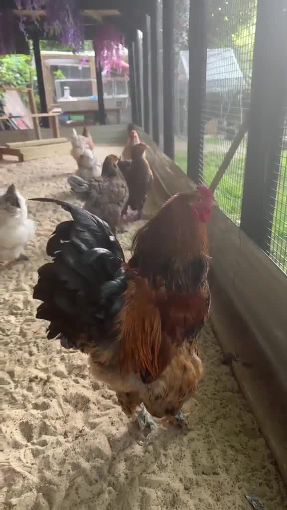 Chickens poultry for sale: Brahma gold patridge, black patridge, pekin bantam - Video 1
