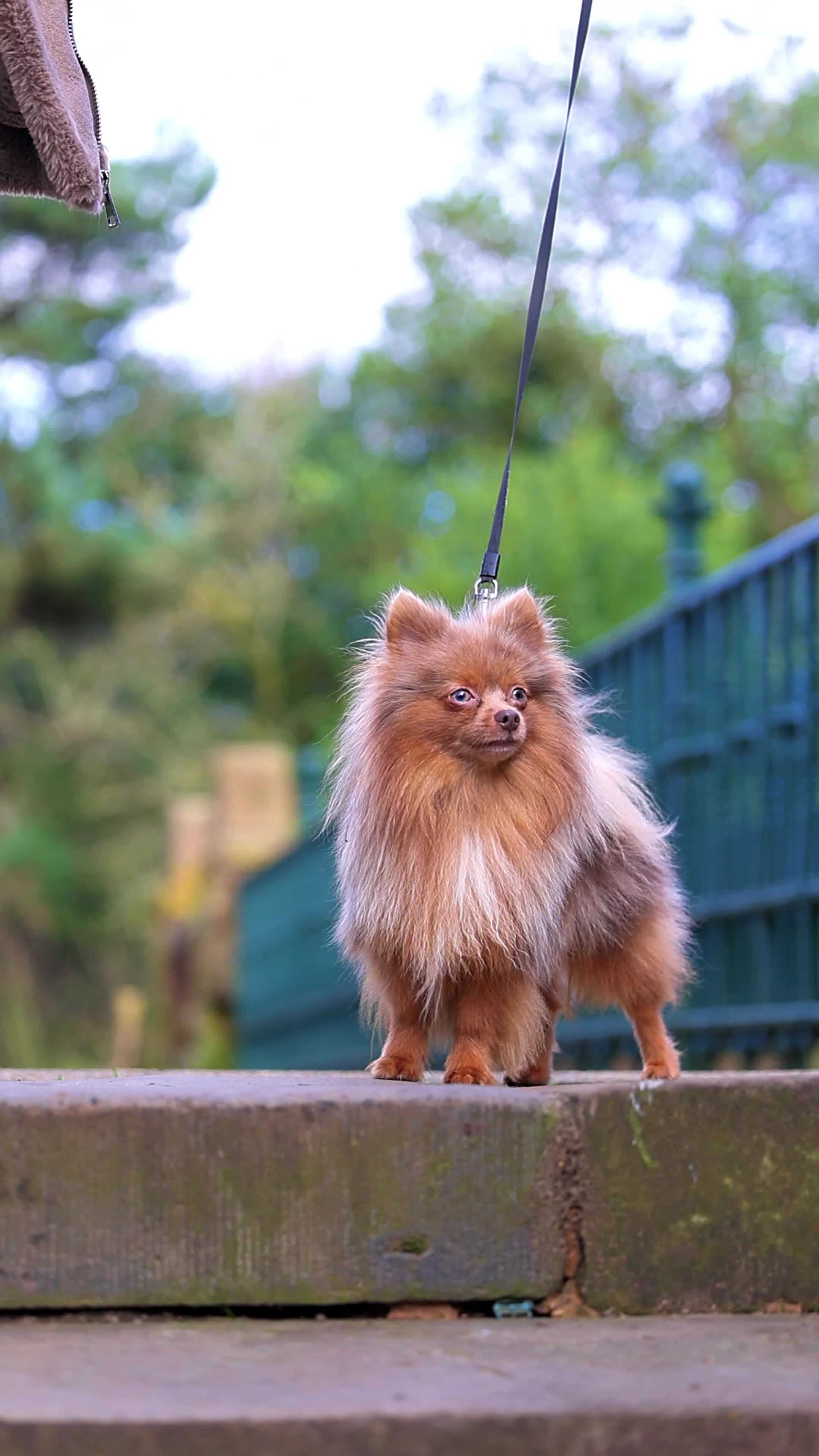 Pomeranian dogs for stud: Sheehan lord for stud in Liverpool - Video 1