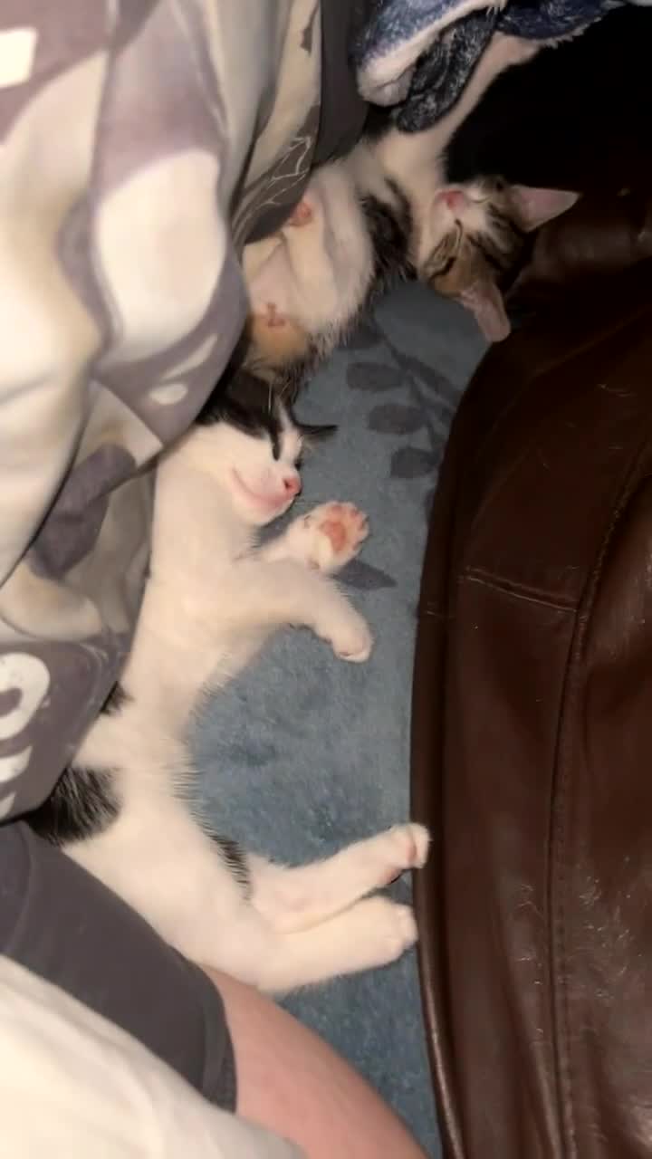 Mixed Breed cats for sale: 2 gorgeous kittens available  - Video 2