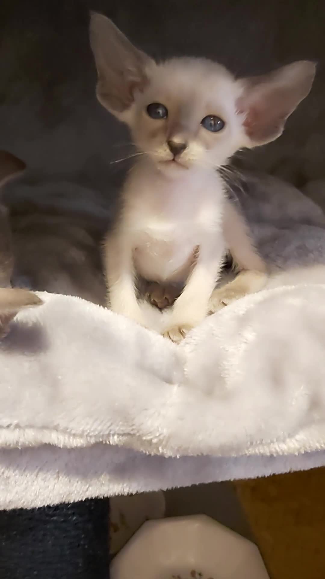 Oriental cats for sale: Full Pedigree Oriental 6 Kittens XL size ears GCCF - Video 2