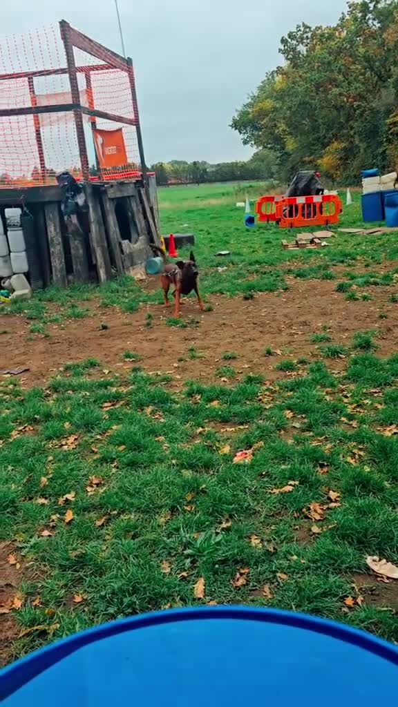 Belgian Shepherd Dog dogs for sale: Belgium malinois pups  - Video 2