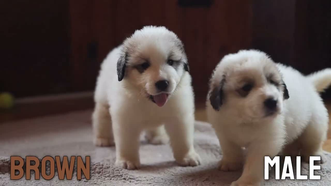 Pyrenean Mountain Dog dogs for sale: Adorable Puppies, Looking For Forever Homes! - Video 1