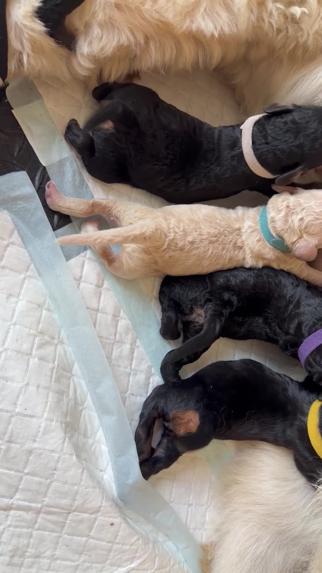 Mini Goldendoodle dogs for sale: F1b Mini Goldendoodle Puppies. Ready to Reserve 🤍 - Video 1