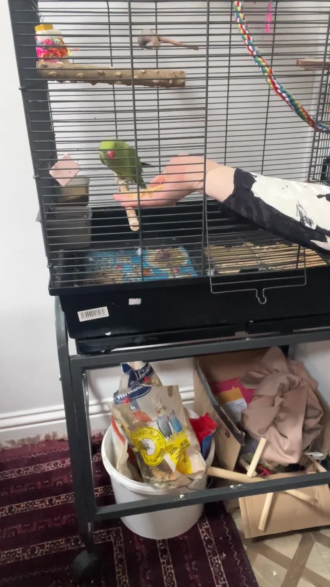 Ringnecks birds for sale: Tame male Indian ringneck - Video 1