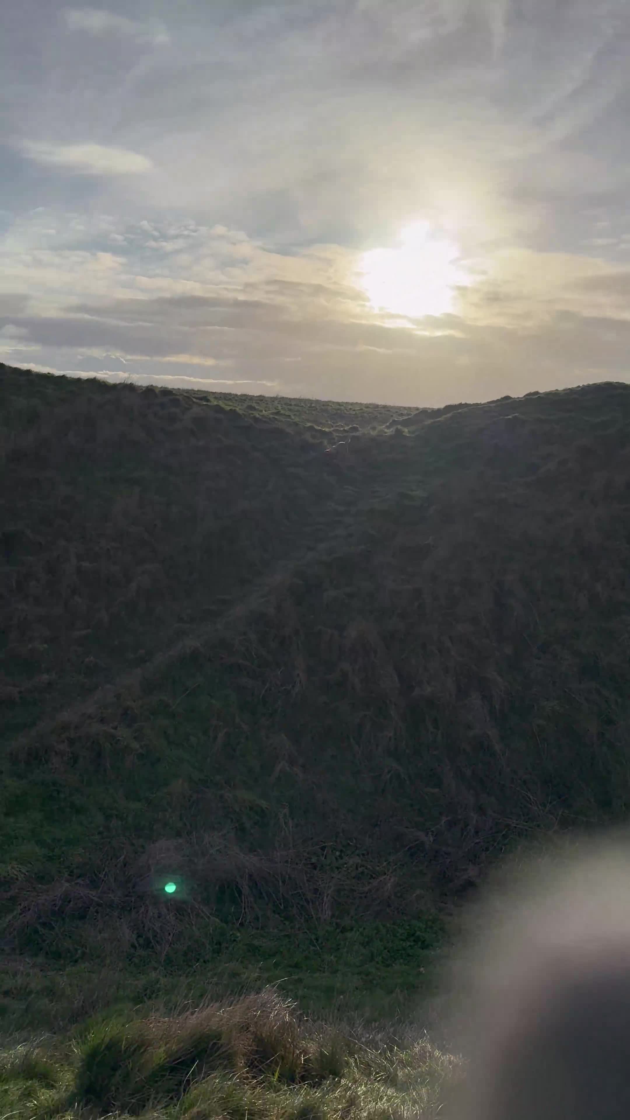 Labrador Retriever dogs for sale: Ex working Fox Red Labrador - Stanley - Video 1