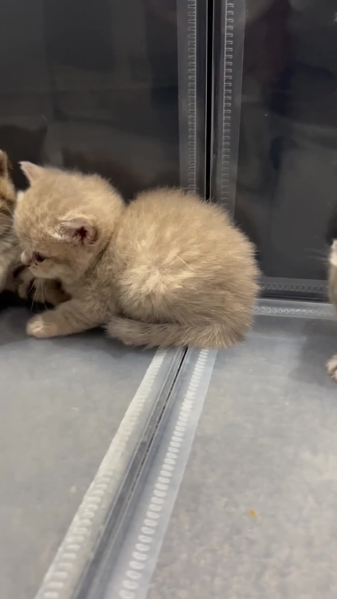 British Shorthair cats for sale: Gorgeous British shorthair kittens  - Video 5