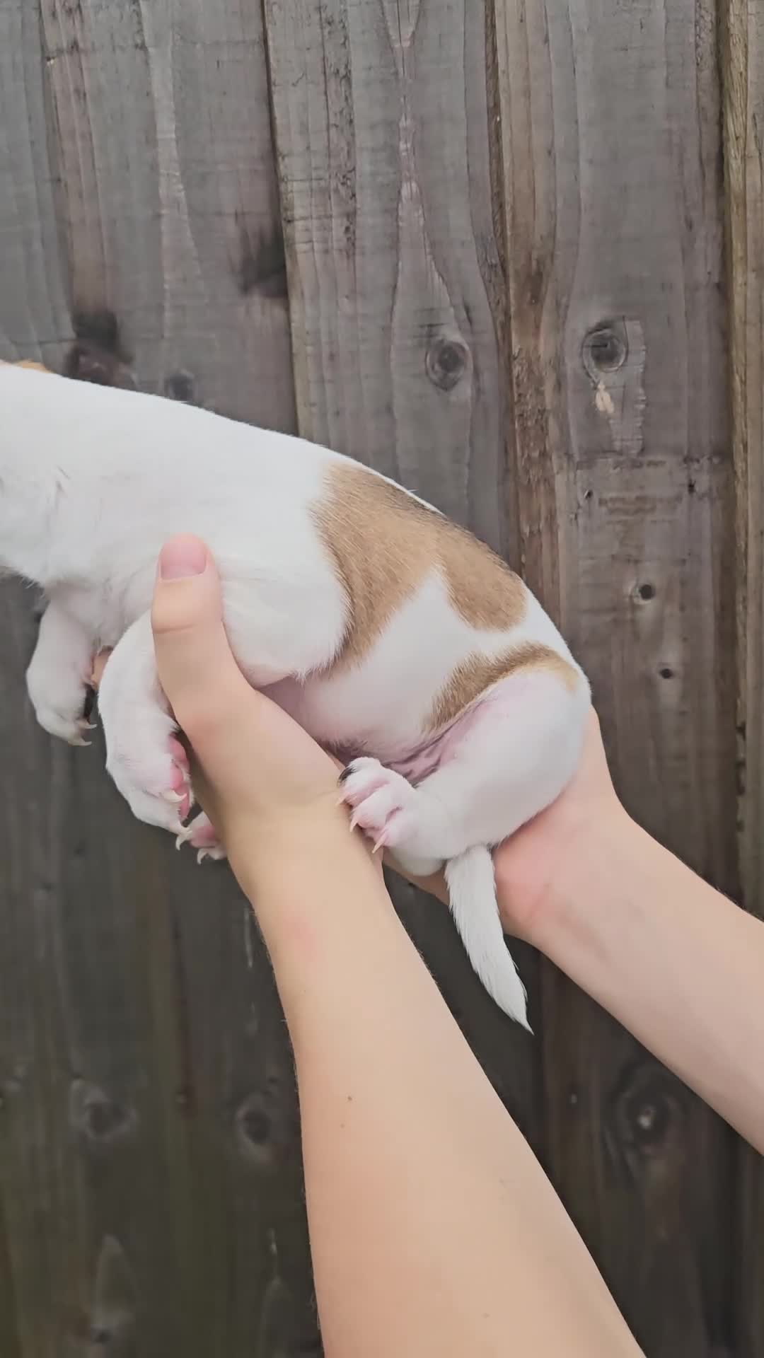 Jack Russell dogs for sale: Jack Russell Terrier  in Epping - Video 2