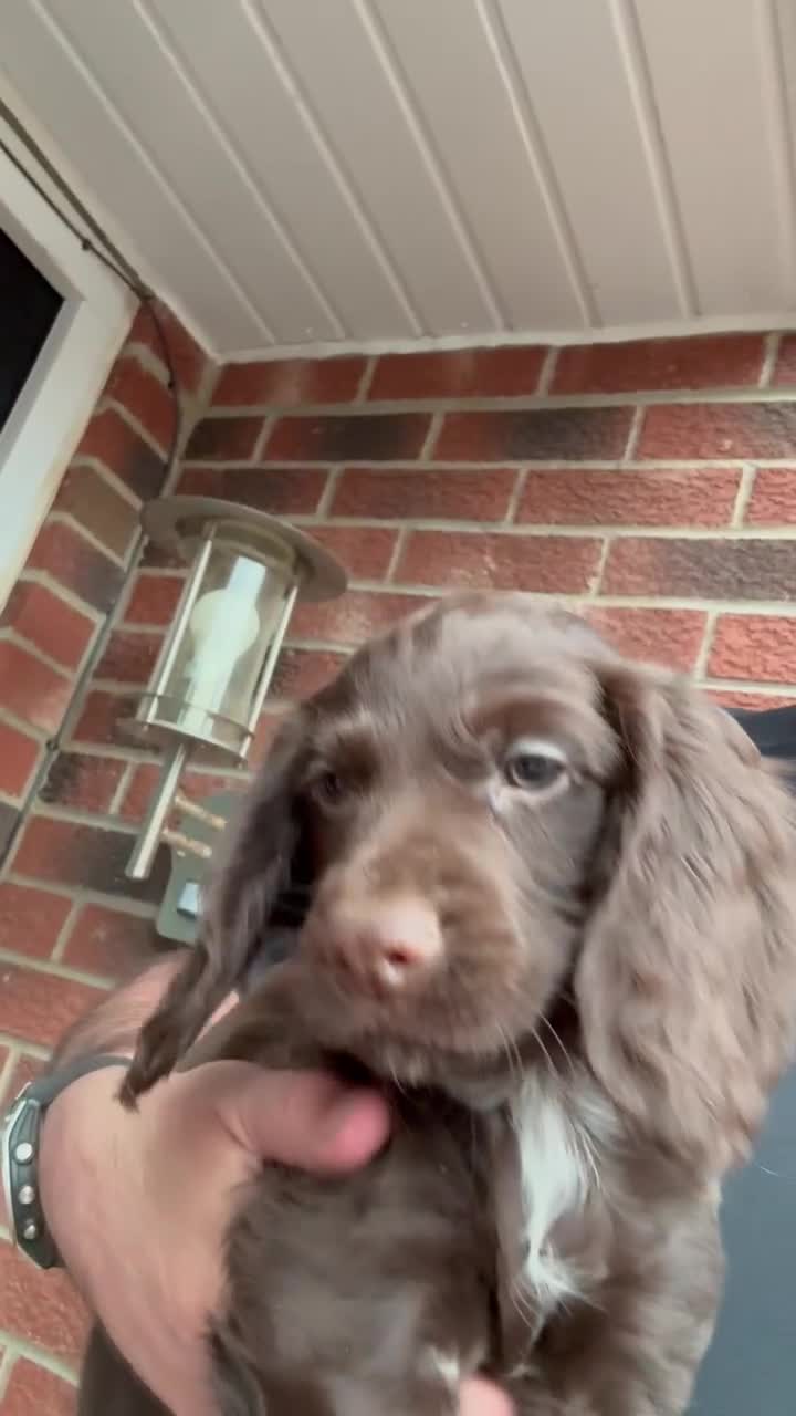 Cocker Spaniel dogs for sale: READY NOW Working (type) Cocker Spaniels KC Reg - Video 5