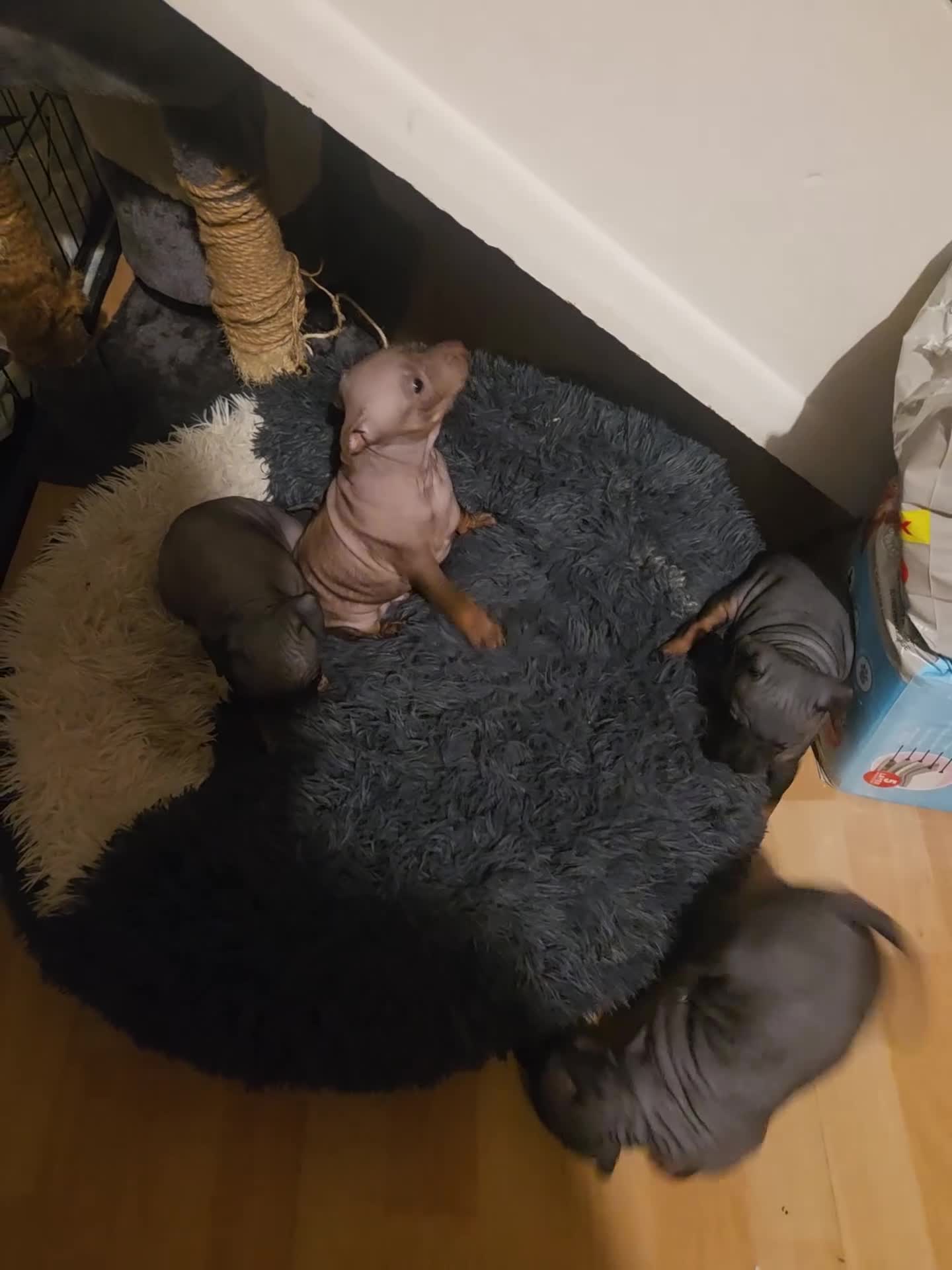 Mexican Hairless dogs for sale: American hairless terrier - Video 2