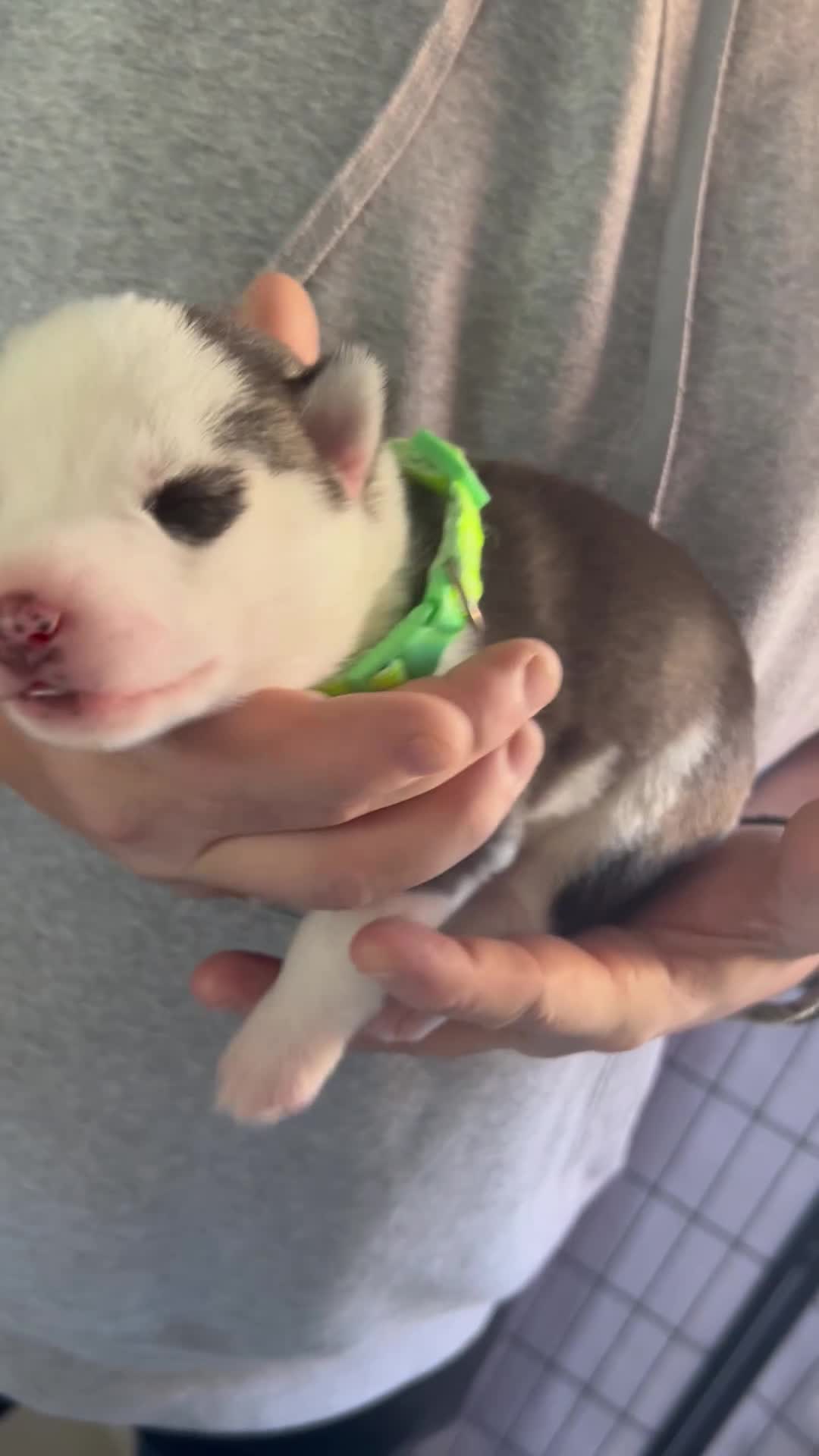 Siberian Husky dogs for sale: Rare piebald husky puppies have now arrived  - Video 5