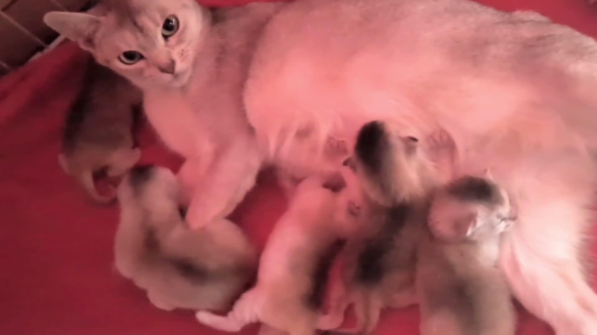 Abyssinian cats for sale: GCCF registered Abyssinian Kittens  - Video 1