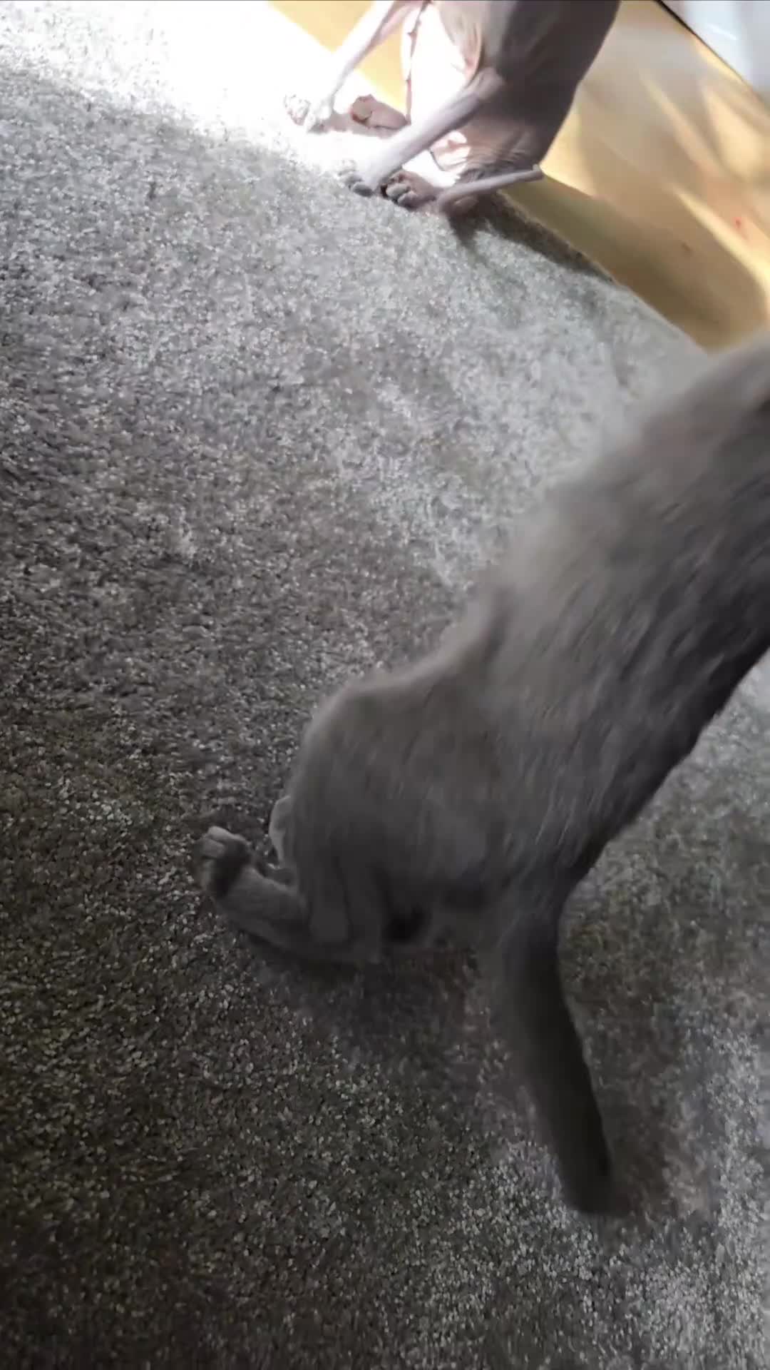 Mixed Breed cats for sale: A Rare Peterbald × Elf Sphynx Kitten - Video 1