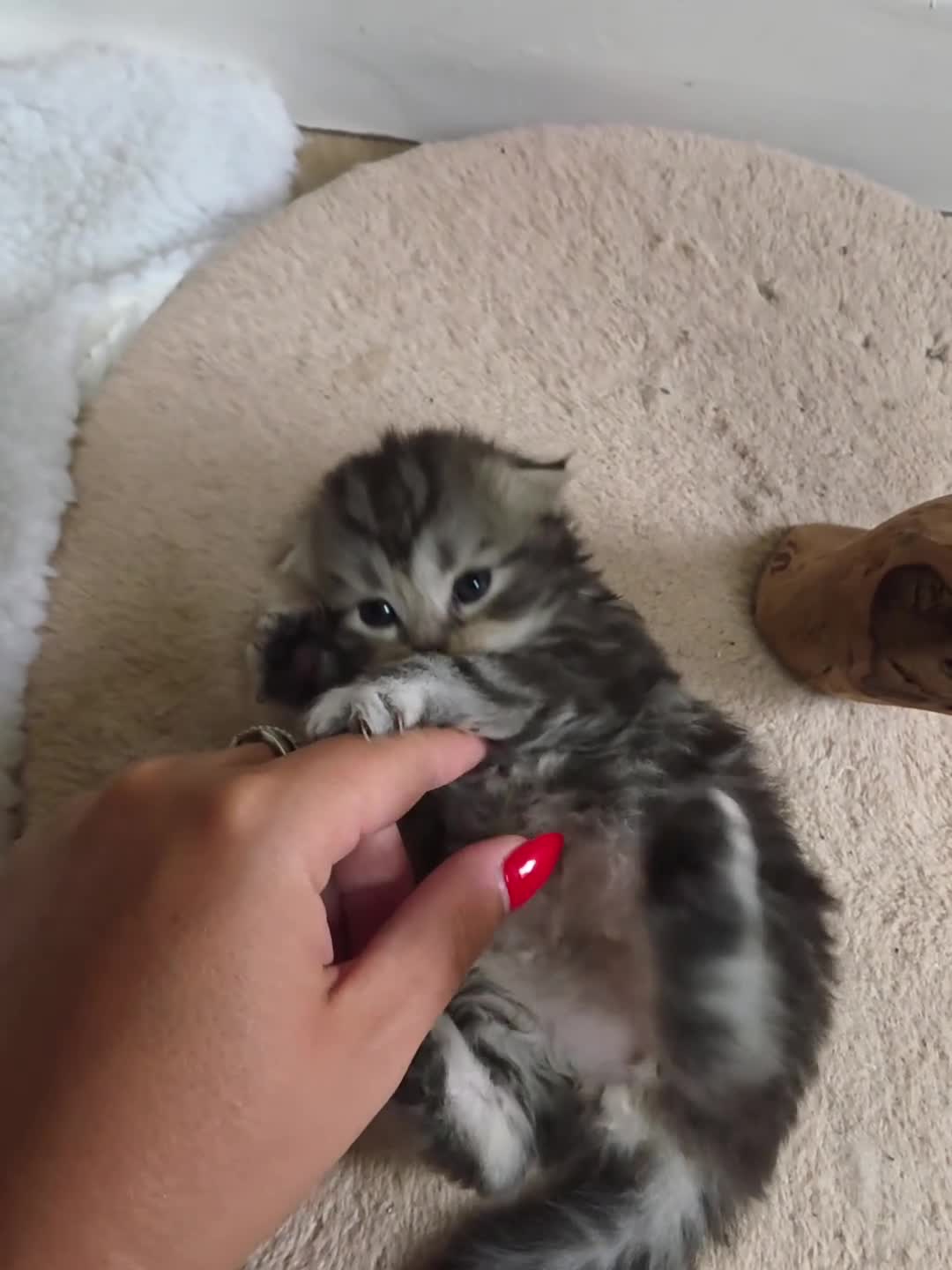 Scottish Fold cats for sale: Beautiful Tica Registered Babies - Video 1
