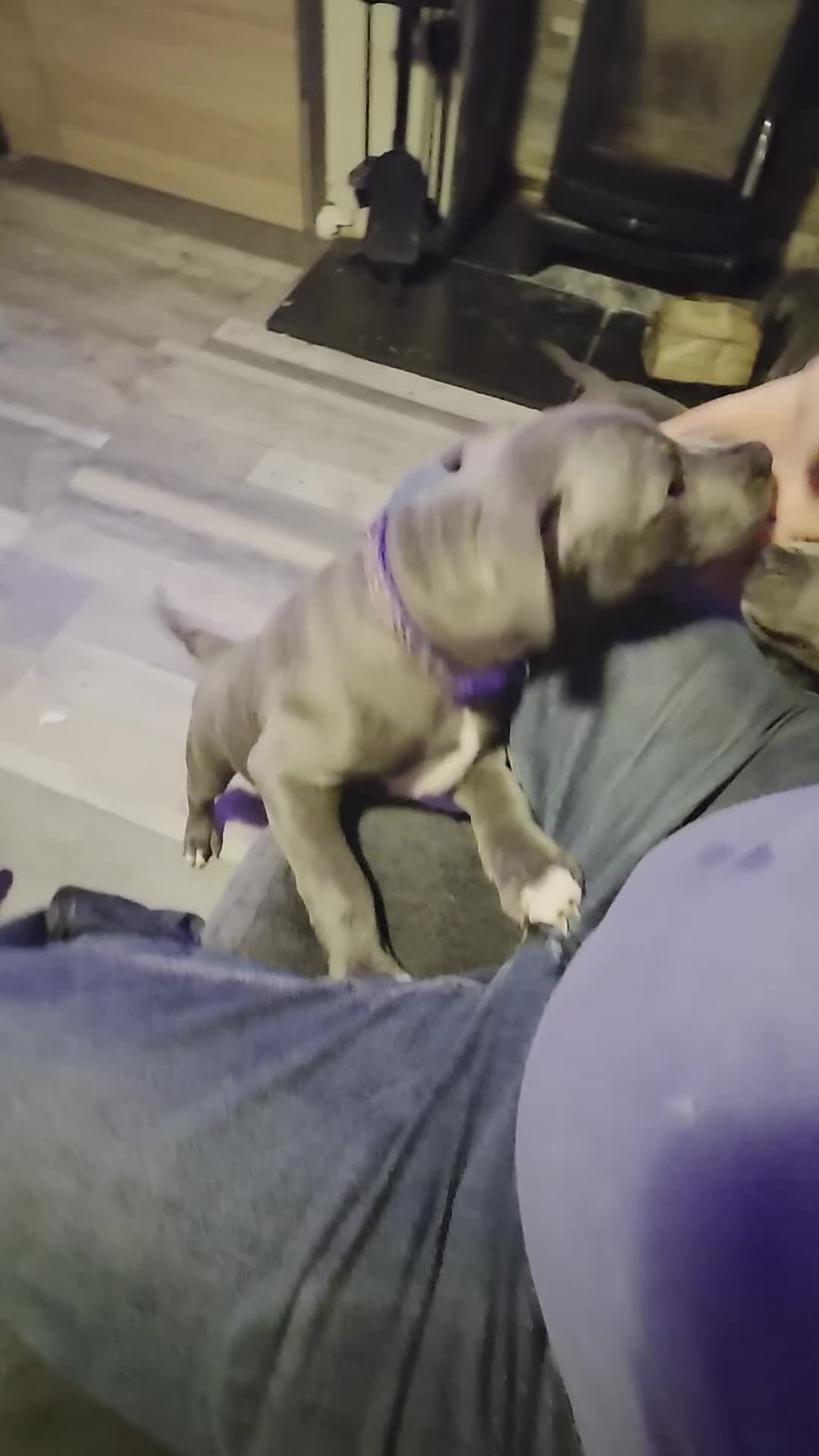 Staffordshire Bull Terrier dogs for sale: Blue staffordshire bull terrier  - Video 1