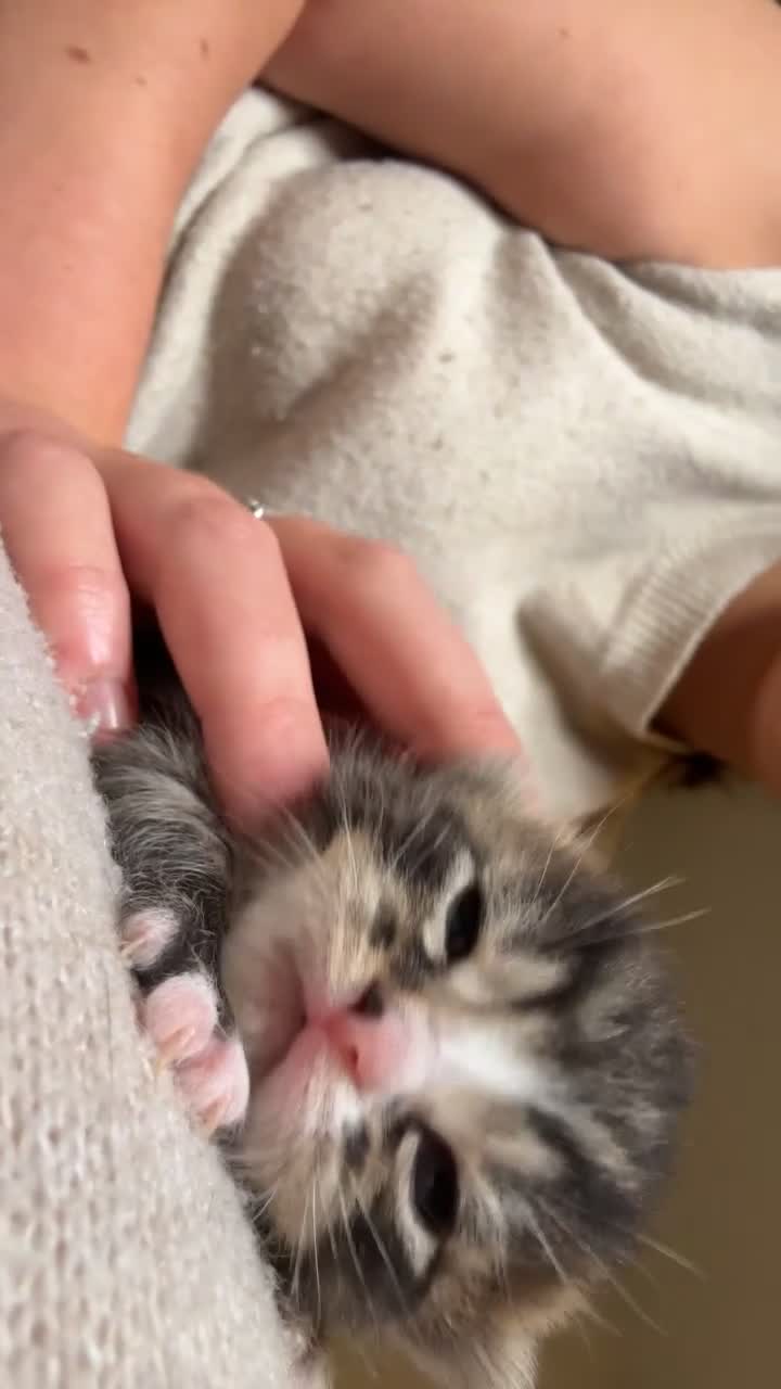 Mixed Breed cats for sale: Mixed breed kittens  - Video 3