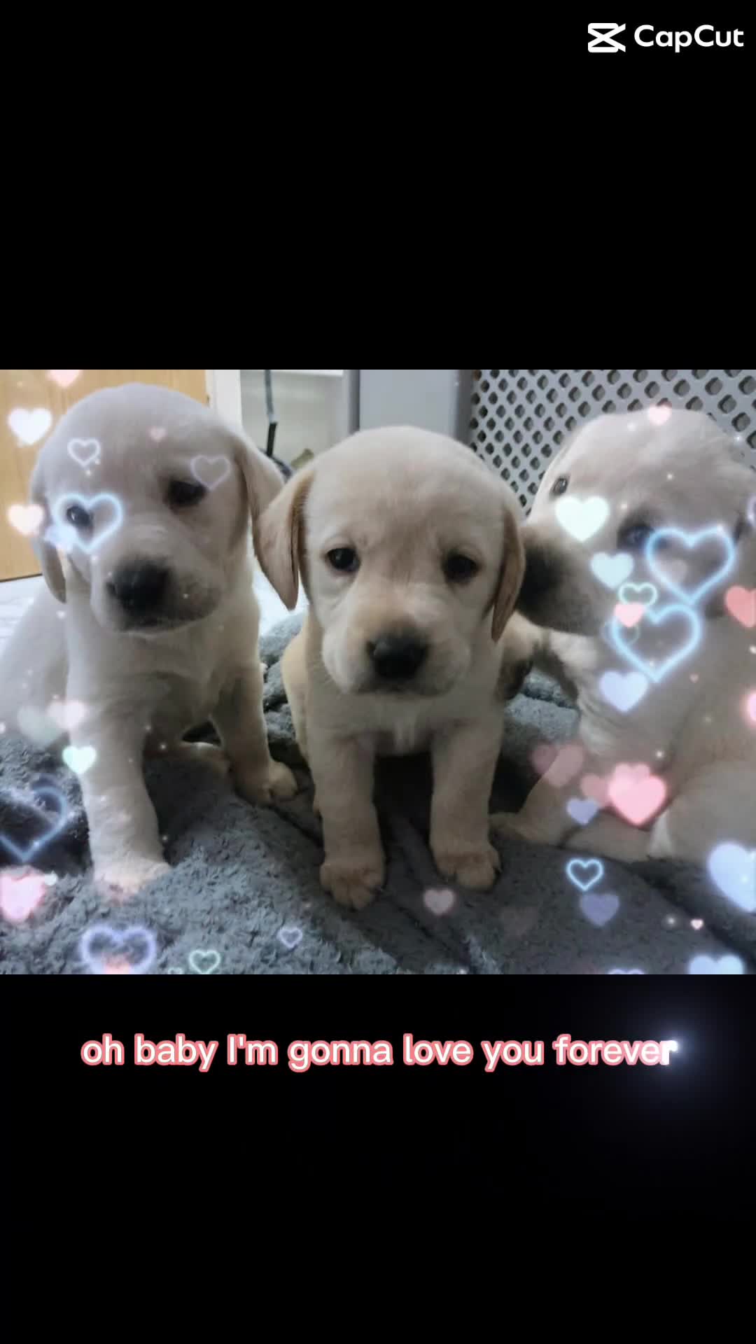 Labrador Retriever dogs for sale: 3 Color KC Labrador retriever 29. 11.2025 - Video 2