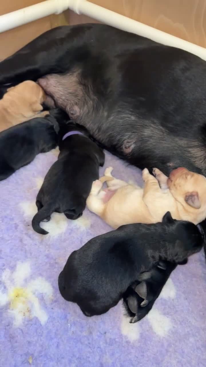 Labrador Retriever dogs for sale: Labrador puppies.  - Video 1